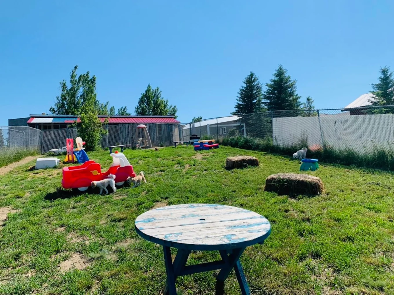 Aunty's Place Pet Boarding - Township - Cypress County