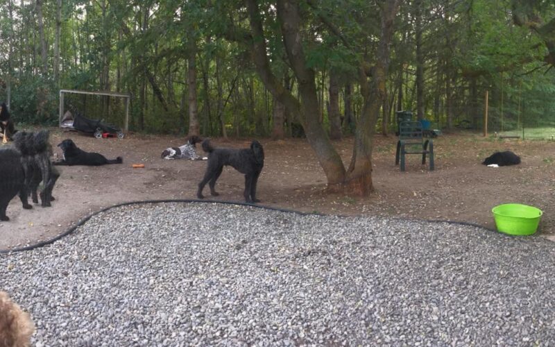 Awesome Doggie Den - Ardrossan