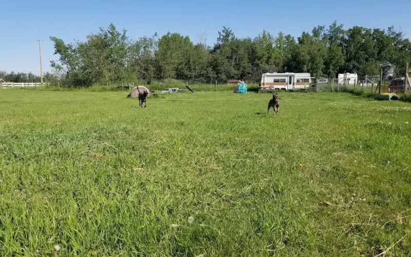 DogLandia Boarding and Training - Leduc