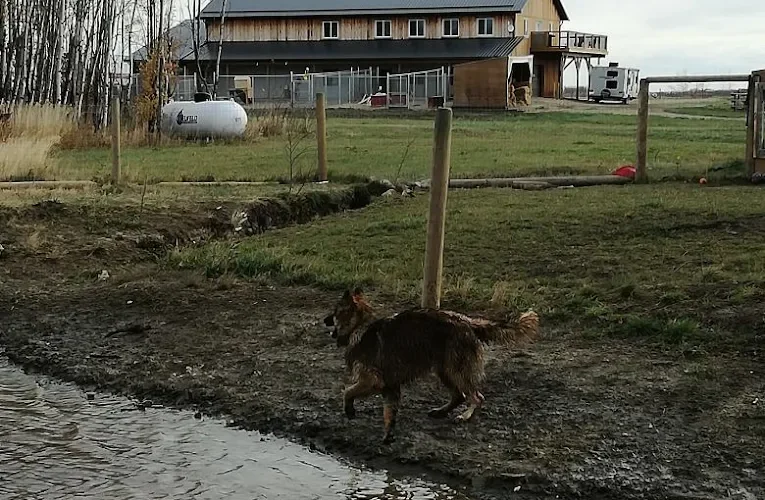 Elevation Dogs - Grande Prairie