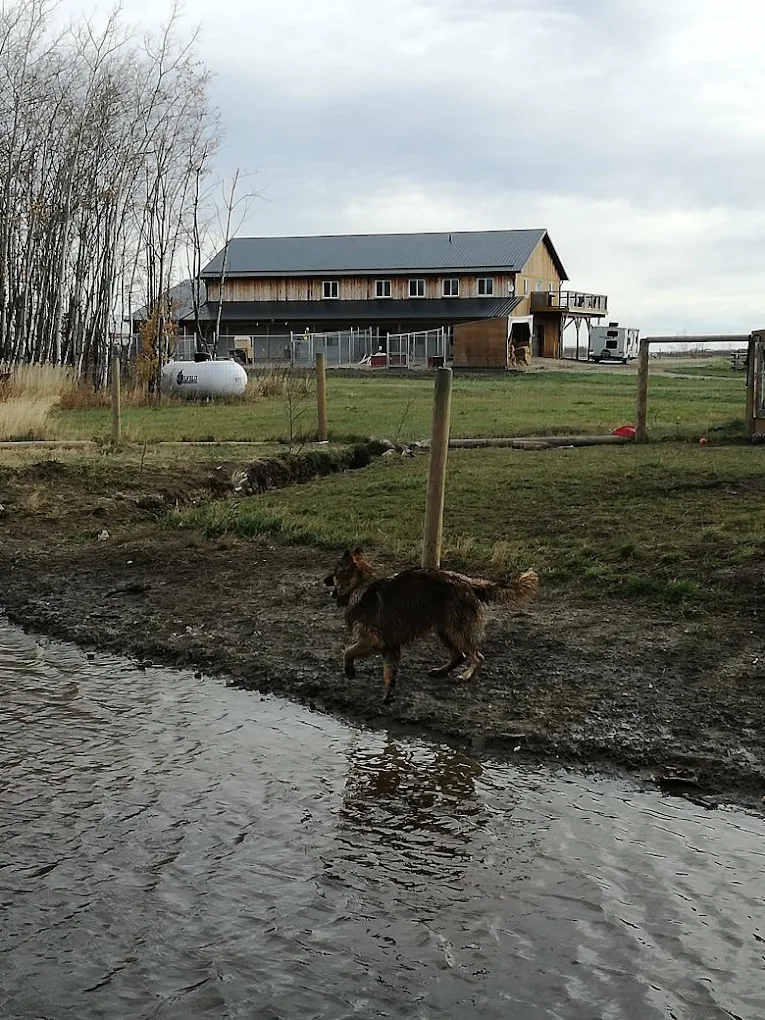 Elevation Dogs - Grande Prairie