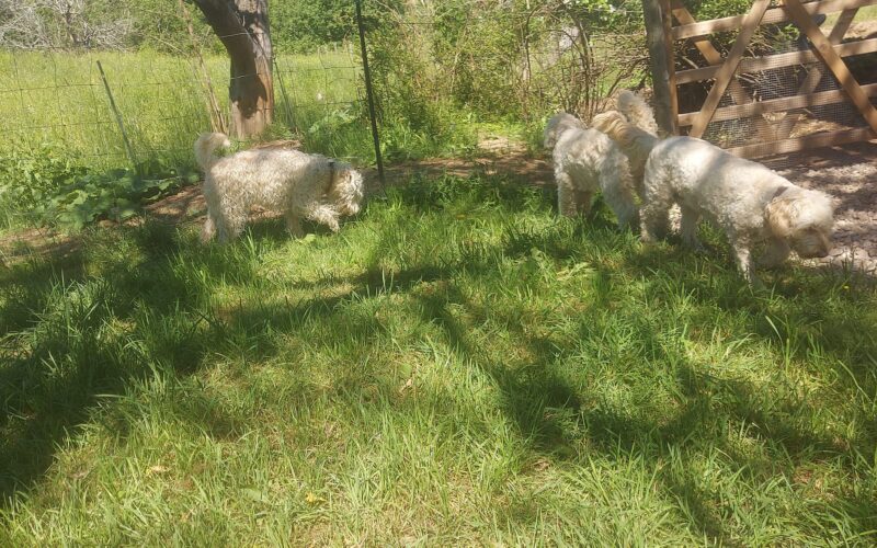 Farmhouse Kennels of Five Tumbleweeds Farm