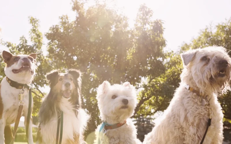 Leaps and Hounds Doggy Day Care & Kennel