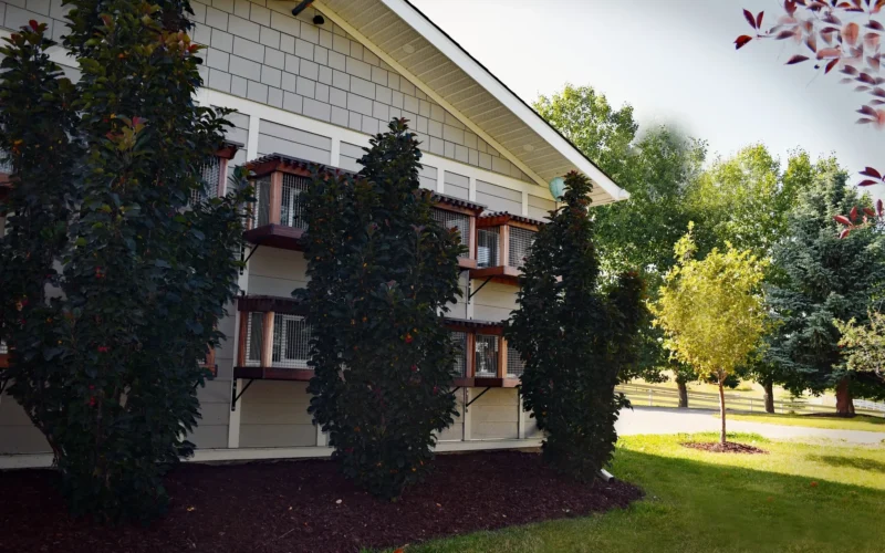 Poshpaws Luxury Cat Resort