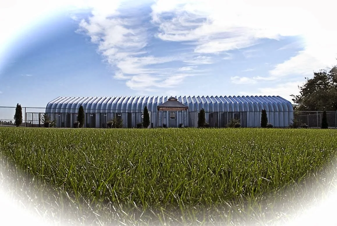 Riverside Resort: Pets on Vacation