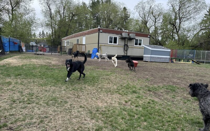 The Second Pup - Edmonton