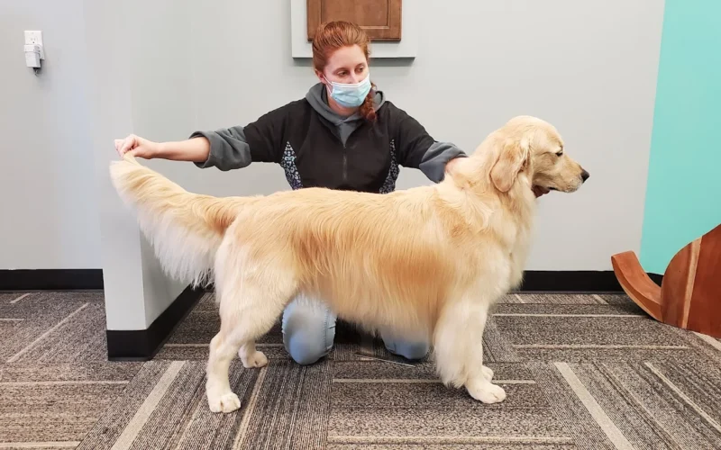 Unique Edge Grooming & Boarding LTD