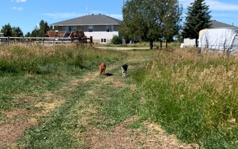 Dynamic Pet Services Ltd - Boarding and Daycare